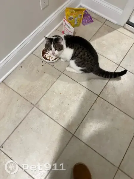 Found Кошка, Male, Cropsey Av/16 Av, Brooklyn, NY - seemed starved - photo