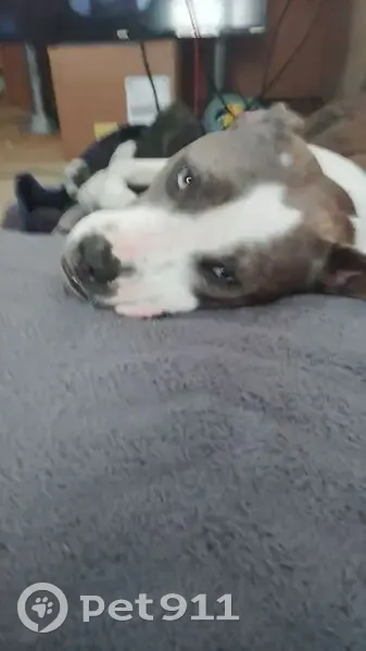 Lost Собака, Female, Scenic Lane, 116, Anderson - camo collar - photo