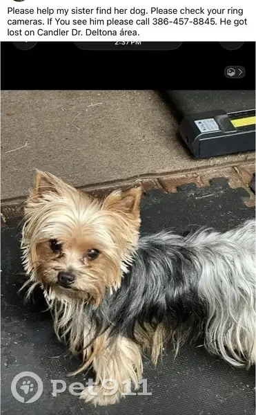 Lost Собака, Deltona, Florida - Brown and grey Yorkie - photo