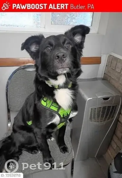 Lost Собака, Cleveland Street, 100, Butler - Lab/border collie mix - photo