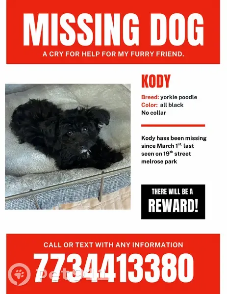 Lost Собака, North 19th Avenue, 110, Melrose Park, Chicago - all black with white patch on chest - photo