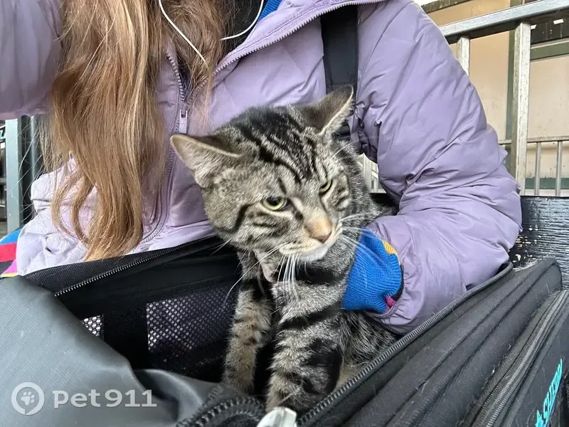 Found кошка, Kings Highway, 1919, Brooklyn - brown tabby with white socks - photo