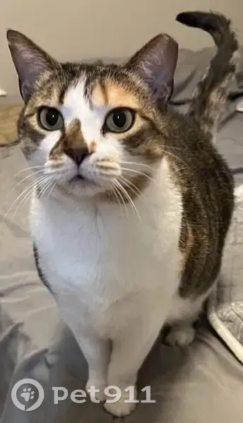 Lost Кошка, Female, Knights Bridge, 182, Warner Robins - very timid, grey/black with russet spots - photo