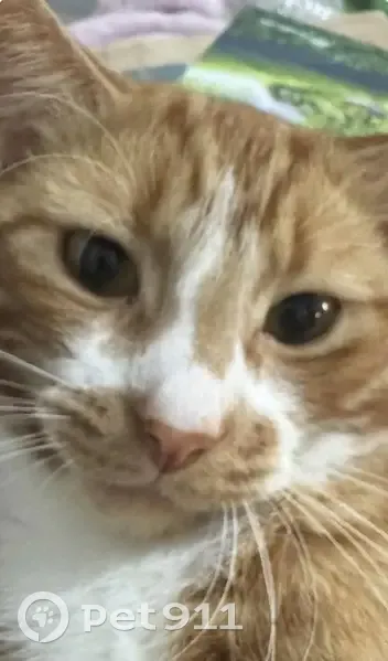 Lost Ginger Cat with White Moustache - photo