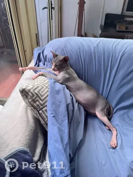 Lost Hairless Cat on Strickland Road - photo