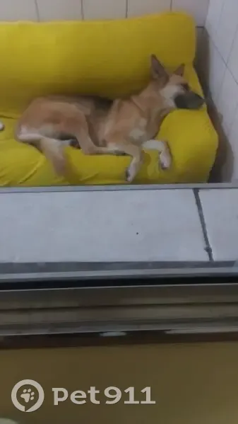 Cachorro perdido - photo