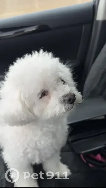 Lost Собака, Female, Denver, Colorado - white color - photo