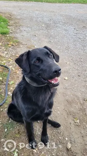 Lost Собака, Merrill, Michigan - solid black, bright brown eyes - photo