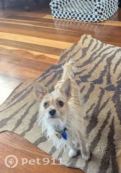 Lost Chihuahua Terrier in Merri-Bek, VIC - photo