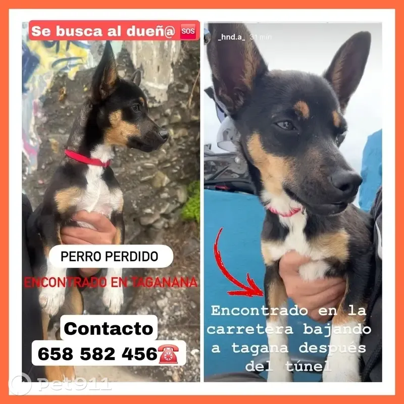 Perro Encontrado en Taganana: Negro y Blanco - photo