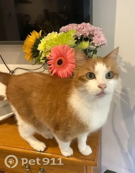 Friendly Ginger Cat Lost in Ewshot - photo
