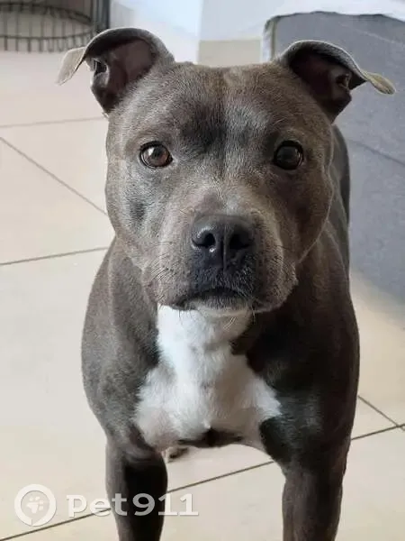 Chien disparu Fille (fl585647) - photo