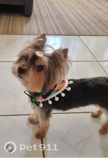 Cachorro perdido Macho (brl002424) - photo