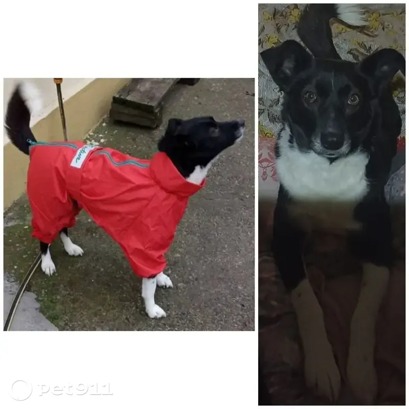 Зникла собака: чорна з білими лапами, Київ - photo