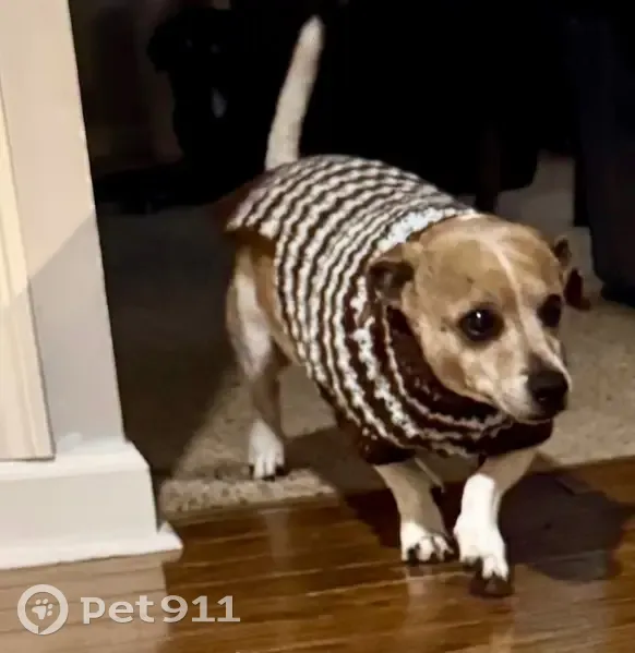 Lost Собака, Stonebridge Lane, Ozark - senior dog on medication - photo