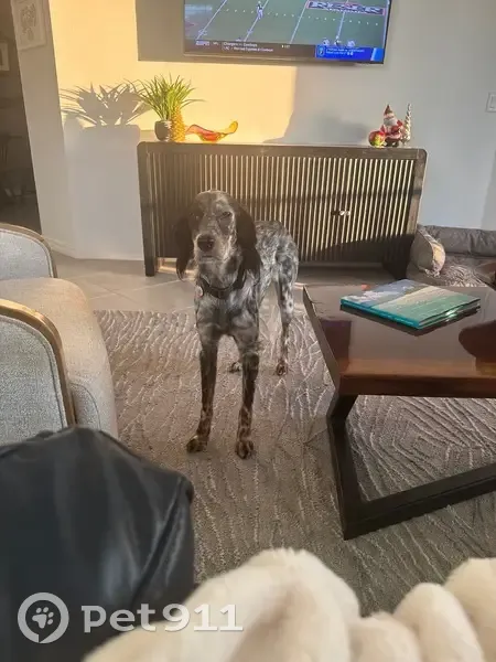 Lost Собака, Lake Angelus, Michigan - green camo collar - photo