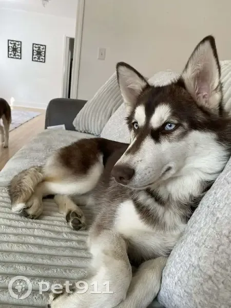 Lost Собака, Female, East 2nd Street South, 2978, Tulsa - red and white husky with unique markings - photo