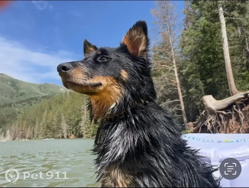 Lost Собака, Epic Court, 809, Midvale - Jasper, blue Heeler/border collie mix - photo