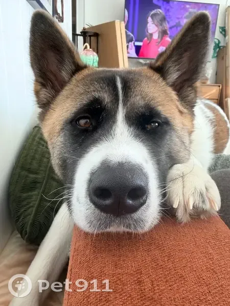 Lost Собака, Hinckley, Ohio - not aggressive but skiddish - photo