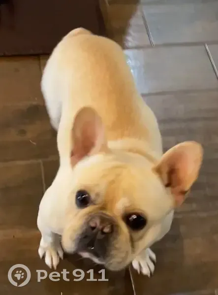 Found Собака, Stonebrook Drive, 7230, Fort Smith - Tan French bulldog - photo