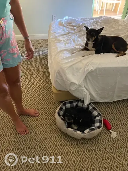 Lost Собака, North Dixie Highway, 17272, Bowling Green - photo