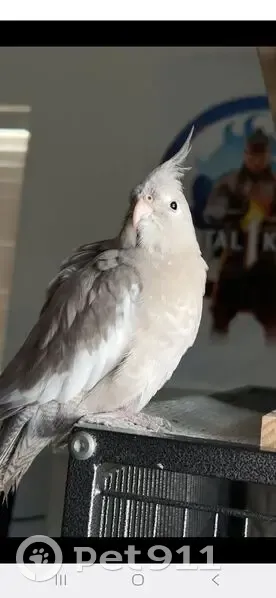 Lost Bird, Female, Painter Street Southeast, 1515, Palm Bay - grey and white with spots - photo