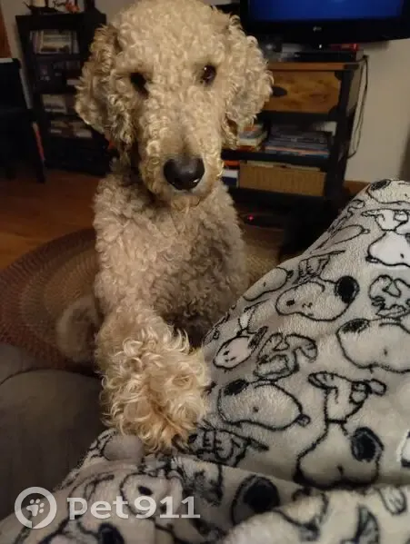 Lost Собака, Lebanon, Tennessee - Labradoodle with curly fur - photo