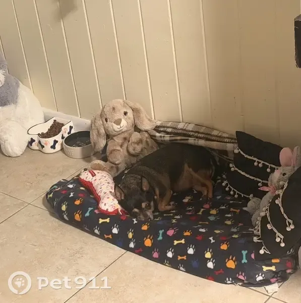 Lost собака, Female, 3rd Street, Hot Springs - black coat, 16 years old - photo