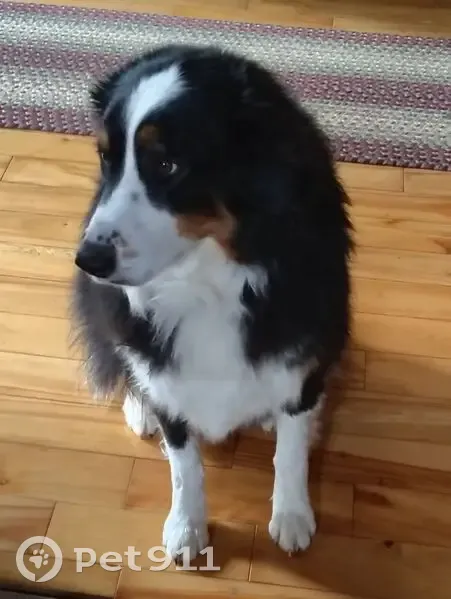 Lost Собака, Gwynn Road, 1809, Lebanon - tri color Australian shepherd - photo