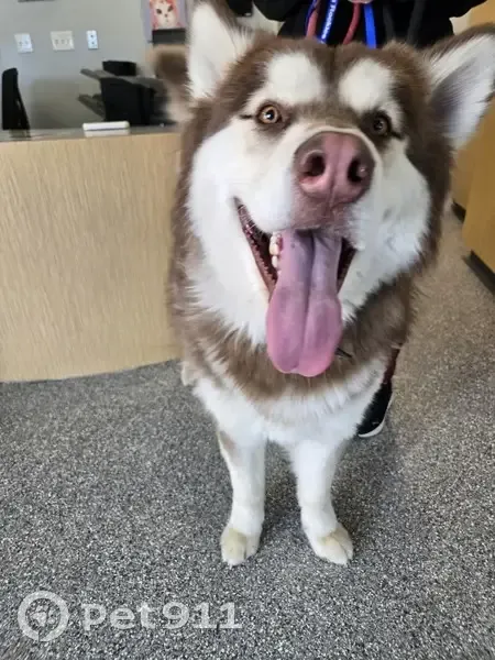 Found Собака, Vermillion Bluffs Drive, Colorado Springs - Husky or Malamute, brown and cream - photo