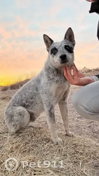 Perro Encontrado en Lomas del Lago, Zacatecas - photo