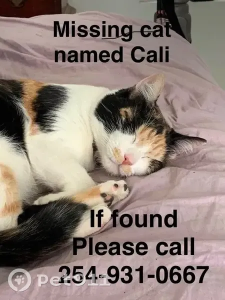 Lost Кошка, South 13th Street, 1320 1/2 1/2, Temple - orange mustache - photo