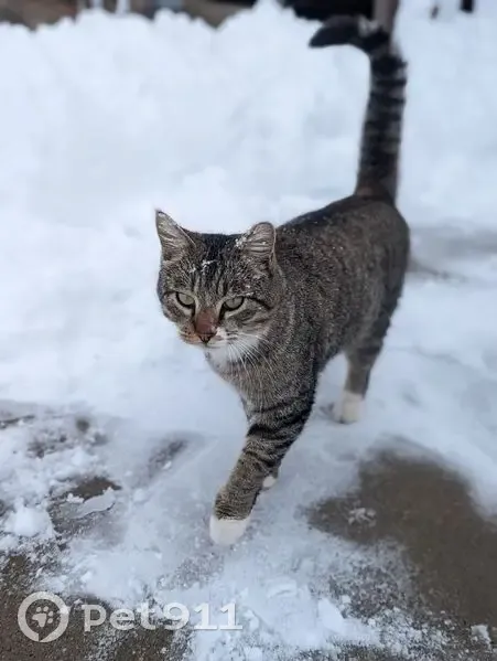 Lost Кошка Male, West 3500 South, 716, Bountiful - gray/brown coat with orange undercoat - photo