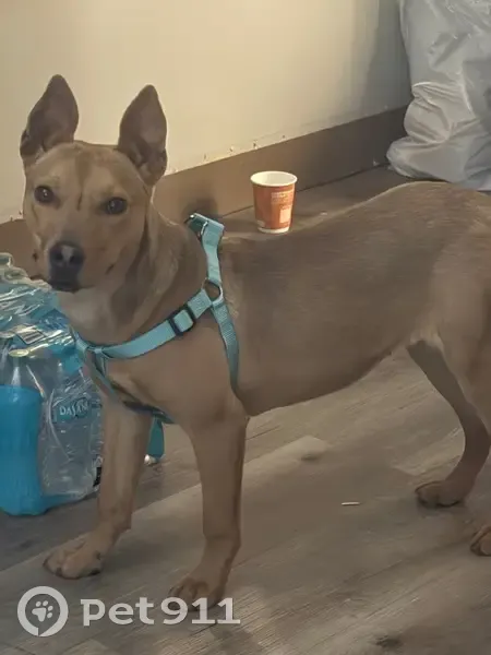 Lost собака, Frontage Road North, Fort Collins - medium sized, skiddish - photo