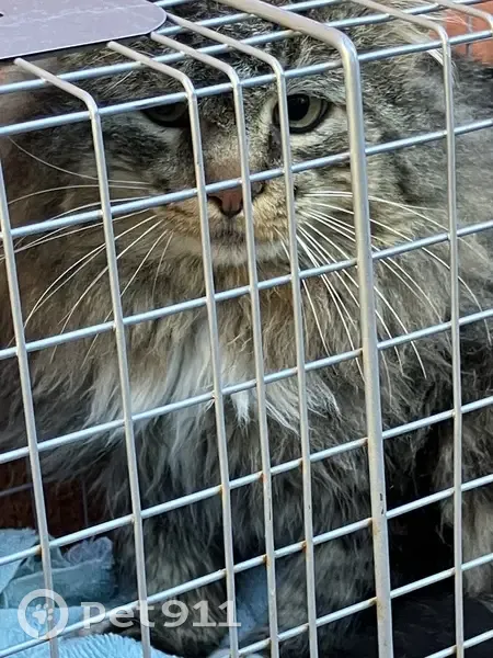 Found Кошка, Pequeno Court, 18551, Reno - long hair, white chest patch - photo