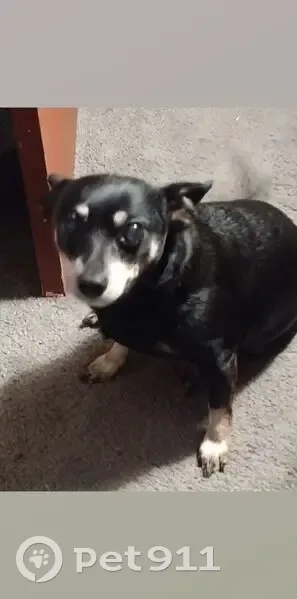 Lost Собака, U.S. 80, 21547, Wills Point - photo