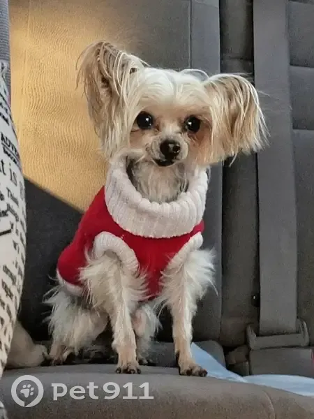 Lost Dog, Winter Springs, Florida - Male Yorkie with White Shirt - photo