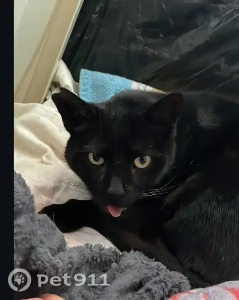 Gato Negro Perdido en Salteras, Andalucía - photo