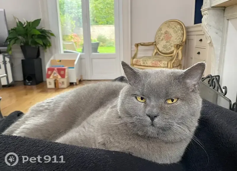 Perdu chat mâle, Rue Vulfran Warmé, 136, Amiens - gris avec des yeux jaunes - photo