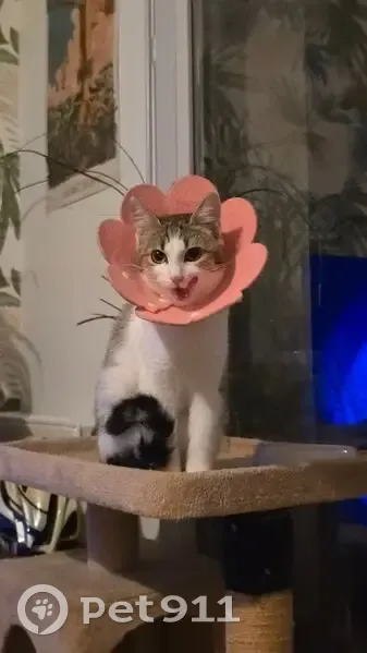 Perdu chatte, Boulevard Henri Dunant, 96, Angers - 9 mois, pucée - photo