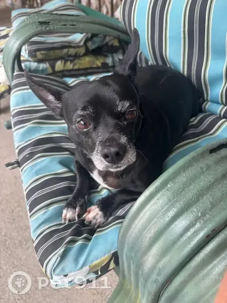 Lost Собака, Sandy Nell Road, 1054, Breaux Bridge - small chihuahua mix with epilepsy - photo
