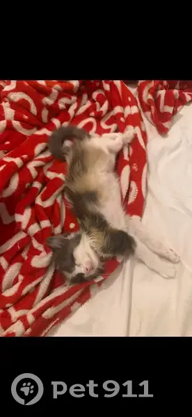 Gatita Tricolor Perdida en Madrid - 8 Meses - photo