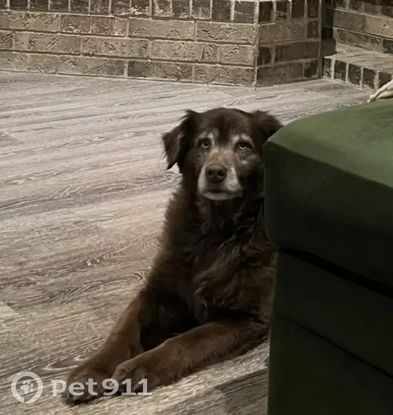 Lost Собака, Female, South Willow Wind Drive, 9827, Midwest City - blue eyed Aussie - photo