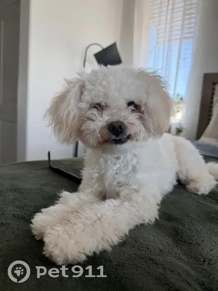 Lost Собака, Trinket Circle, 2075, San Jacinto - Maltipoo with underbite - photo