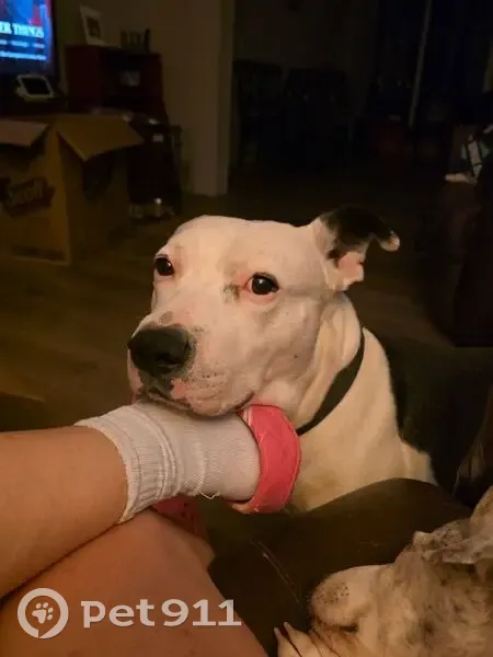 Lost Собака, Deer Creek, 490, Spring Branch - black brown brindle with white shoulders - photo