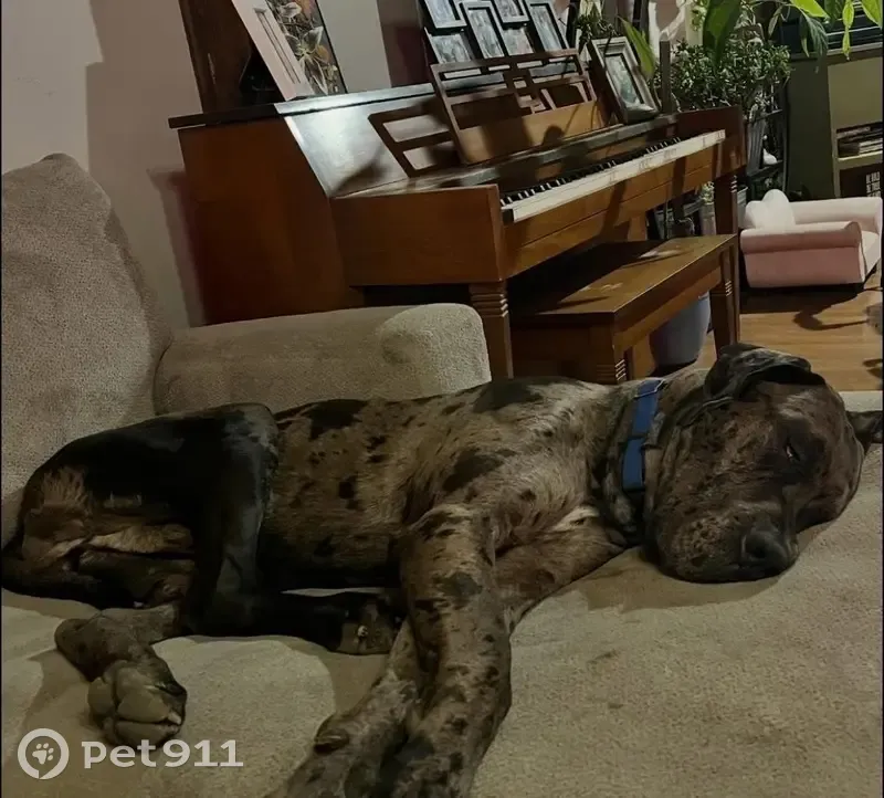 Lost собака, Sherwood Lane, London, Lexington - black and gray merle with a blue collar - photo