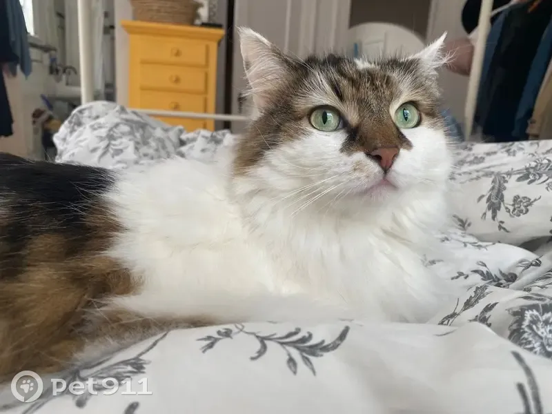 Lost кошка, East 40th Street, 729, Savannah - fluffy with brown tortoiseshell patches - photo