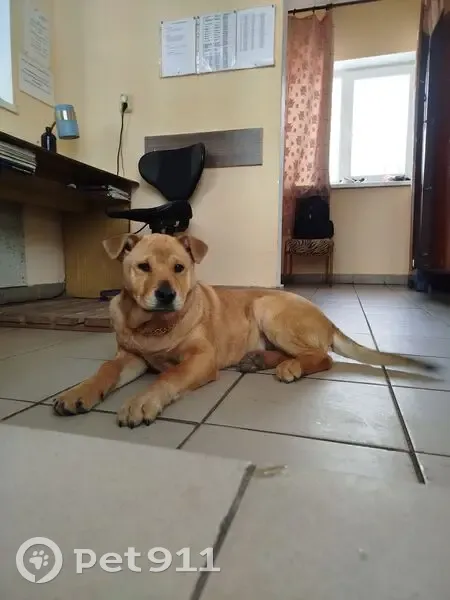 Зникла руденька собака в Івано-Франківську - photo