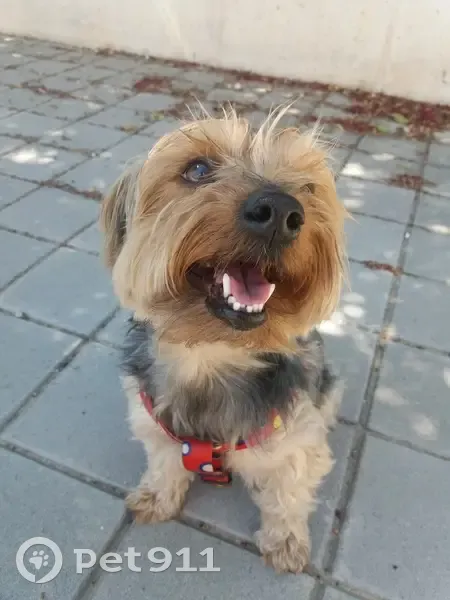 Yorkshire Perdido en Relleu: 14 Años, Sin Cola - photo