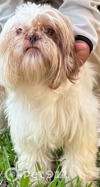 Lost Собака, Male, High Mesa Drive, 3427, Dallas - pink leash - photo